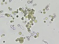 Xanthine