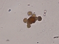 Ammonium biurate (cat)