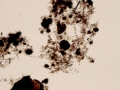 Ammonium biurate