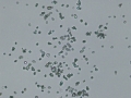 Amorphous