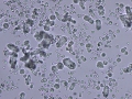 Calcium carbonate (elephant)