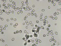 Calcium carbonate (rabbit)