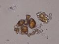 Ammonium biurate (cat)