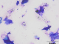 Starch crystals (Wright