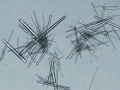 Unknown needles