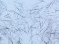 Unknown needles