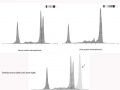 Serum and urine compilation (dog, CZE)