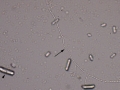 Pseudohyphae