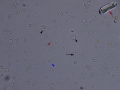Budding yeast