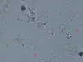 Bacilli