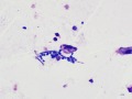 Yeast (pig, Wright's stain)