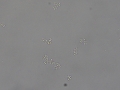 Yeast