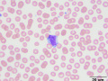 Lymphoma (dog)