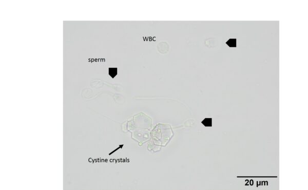 Fig4COM_Nov2018