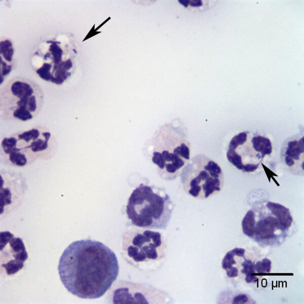 Fig4a_Aug2017