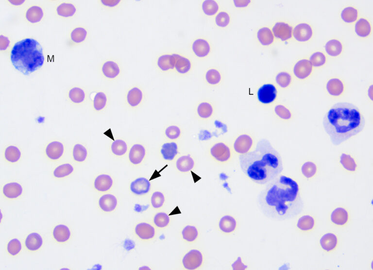Figure 2: Blood smear from a cat with a severe blood loss anemia ...