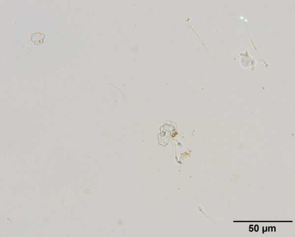 Fig2COM_Nov2018