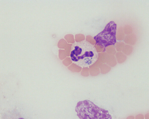 Equine anaplasma