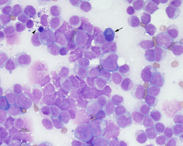 AML canine BM