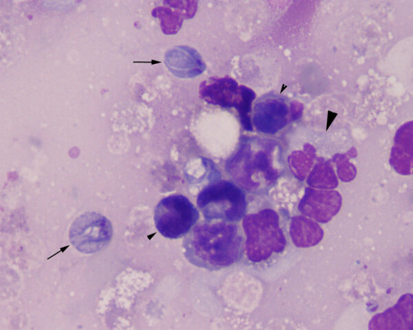 August2014_Figure 2_answer