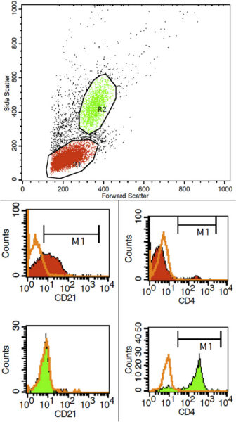 B-CLL canine flow