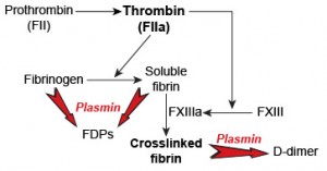 Fibrinolysis