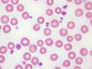 Bovine platelets