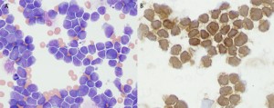 CD3 T cell canine