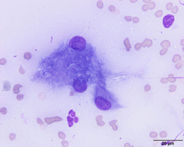 Fig 4_Sept 2018COM