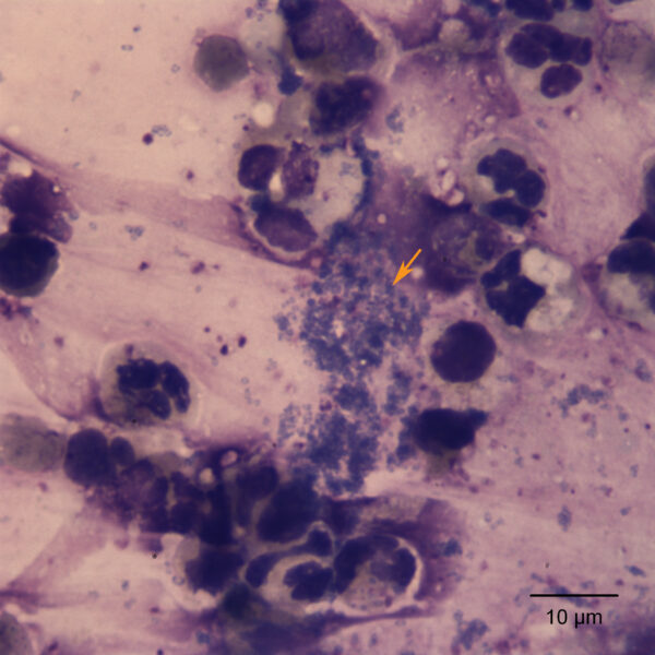 May2018_Fig5