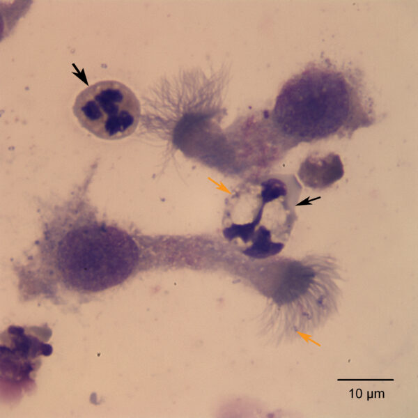 May2018_Fig2a