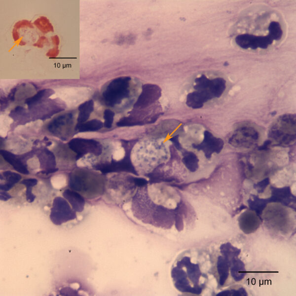May2018_Fig4