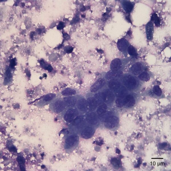Fig1C_Sept2017