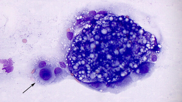 DC5_2019Fig4a