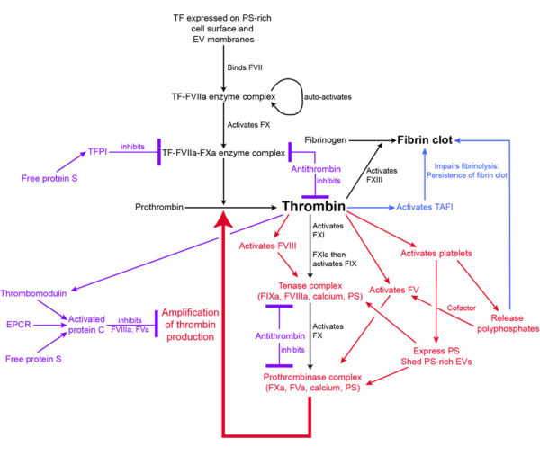 Thrombin