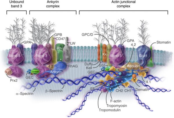 RBC cytoskeleton