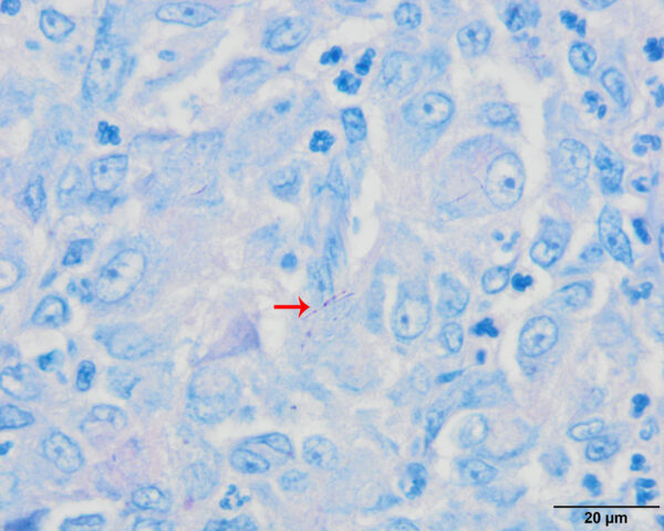 Fig 6_Sept 2018COM