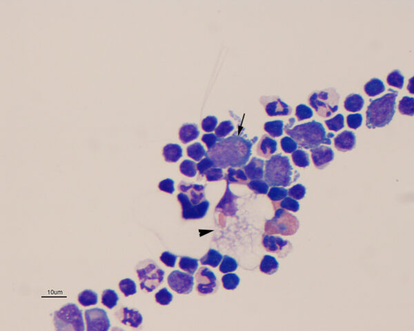 Fig 1_Feb_2015