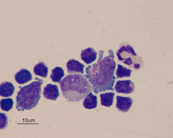 Fig2_Feb_2015