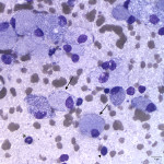 Figure 2a: Jejunal lymph node aspirate from a cat (Wright's stain, 50x).