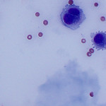 Figure 3: Peritoneal fluid from a dog