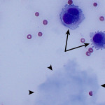 Figure 3: Peritoneal fluid from a dog 