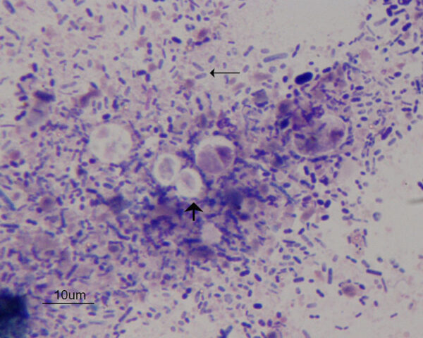 Fig1_Dec 2014