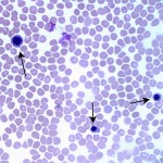 Fig 1a: Blood smear from a dog (Wright's stain, 500X)