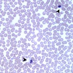 Fig 1b: Blood smear from a dog (Wright's stain, 500X)
