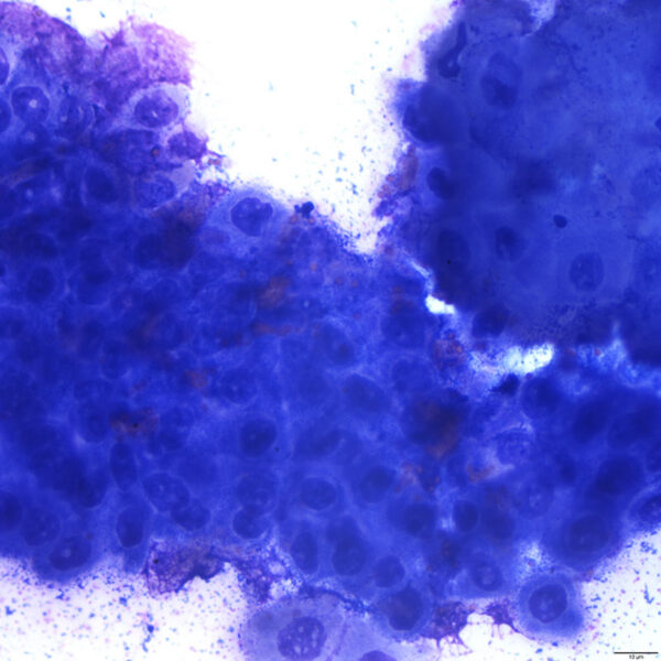 Fig2_Dec2105
