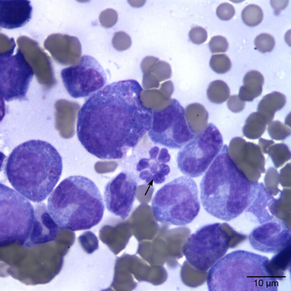 Fig2A_Sept2015