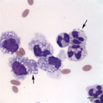 Figure3a. Peritoneal fluid from an alpaca (Wright's stain, 100x objective)