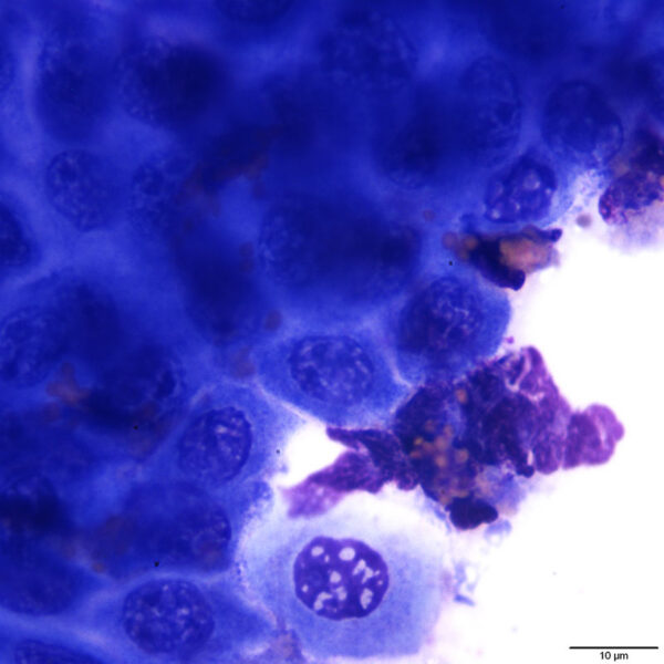 Fig4_Dec2015