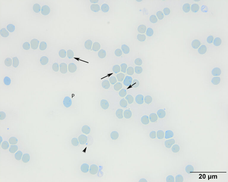 Figure 7: Representative image of a blood smear from a cyanotic cat ...